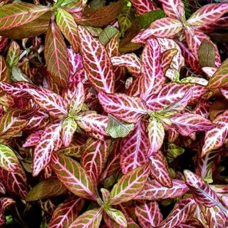 Hygrophila Polysperma Rosanervig Kolay Akvaryum Ze