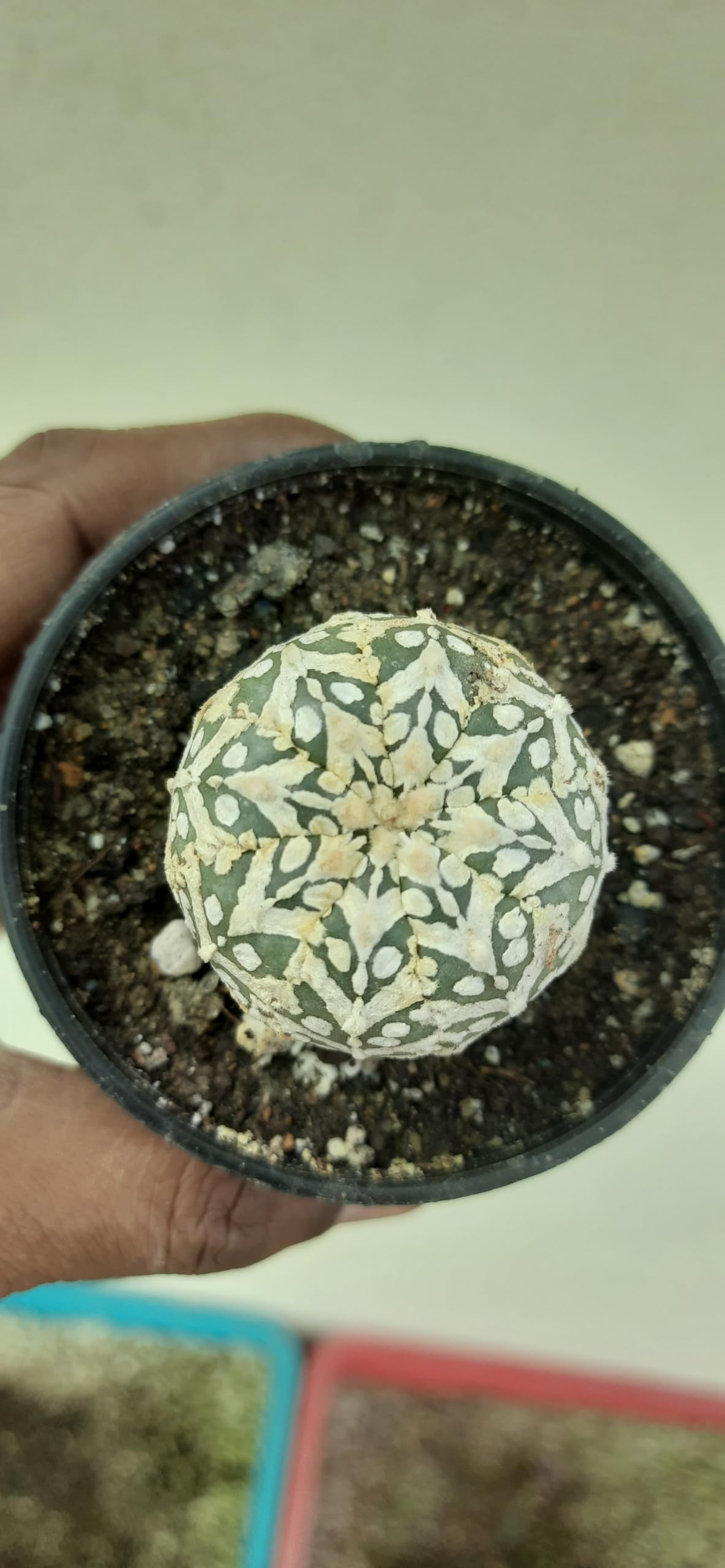 greEen earth Astrophytum asterias cv. Super Kabuto V Cactus Plant 2 inch x 2 inch-image-36