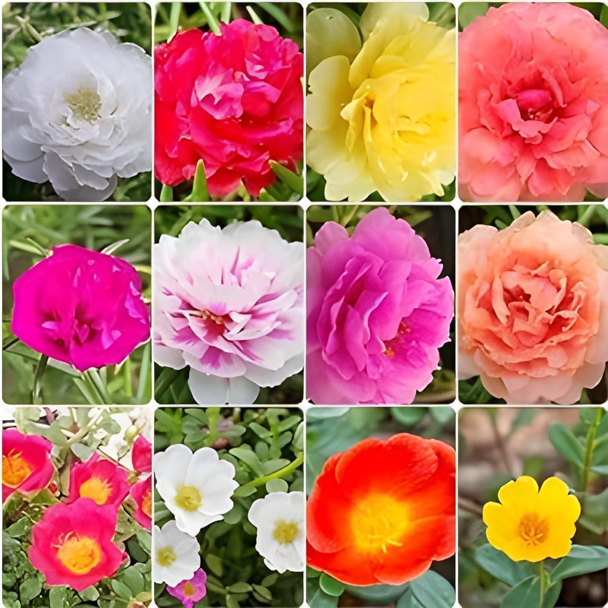 Table rose portulaca moss rose (set of 10 live plants)(multi colour gaurenteed) single and multi petal Hybrid Flower Plant For All Season Pack of 10