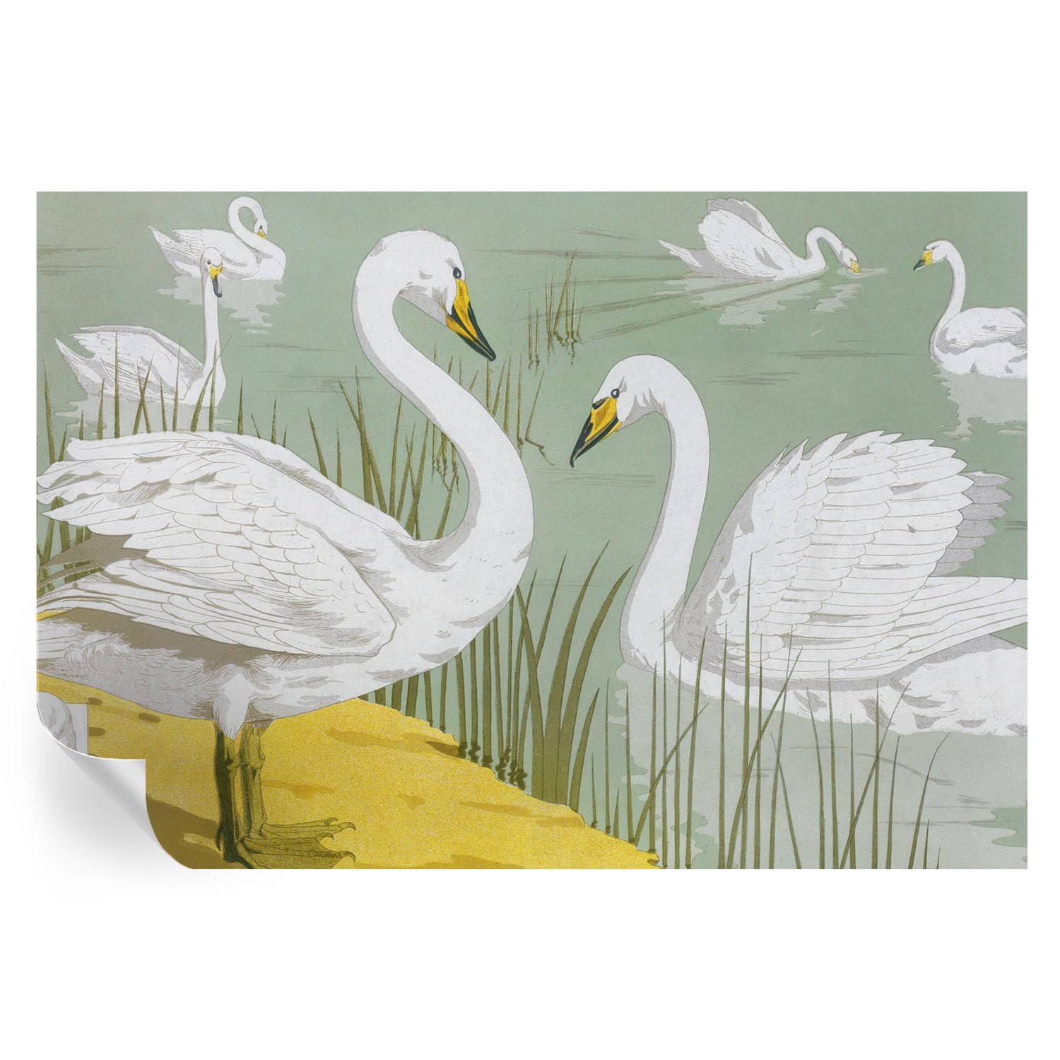 Papel pintado autoadhesivo El lago de los cisnes y murales para hogar