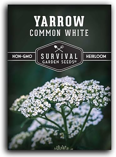 Yarrow Seeds for Planting - White Common Heirloom Medicinal Herb Seeds for Dye & Pollinator Gardens, Easy to Grow Perennial Flowers - Survival