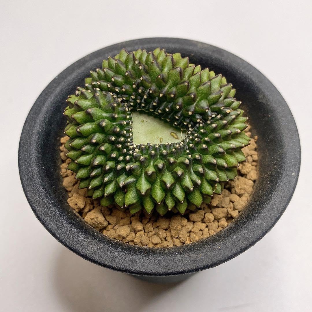 Amazon.co.jp: レア多肉植物 サボテン ギムノカリキウムトゲ無し牡丹玉