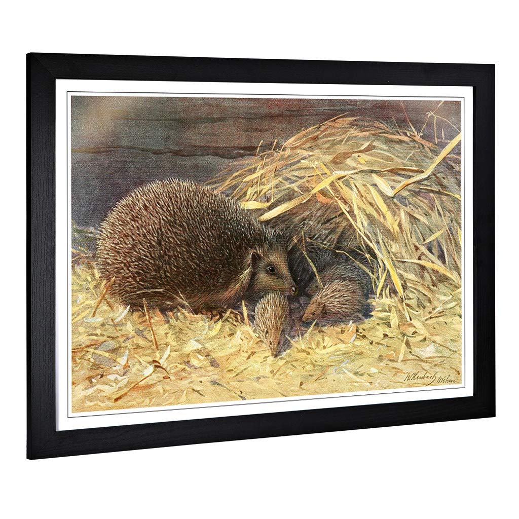 Big Box Art Framed Print of Vintage Walter Heubach Hedgehogs Design | Wall Art Picture | Home Decor for Kitchen, Living Room, Bedroom, Hallway, Black, A2 / 24.5x18 Inch / 62x45cm