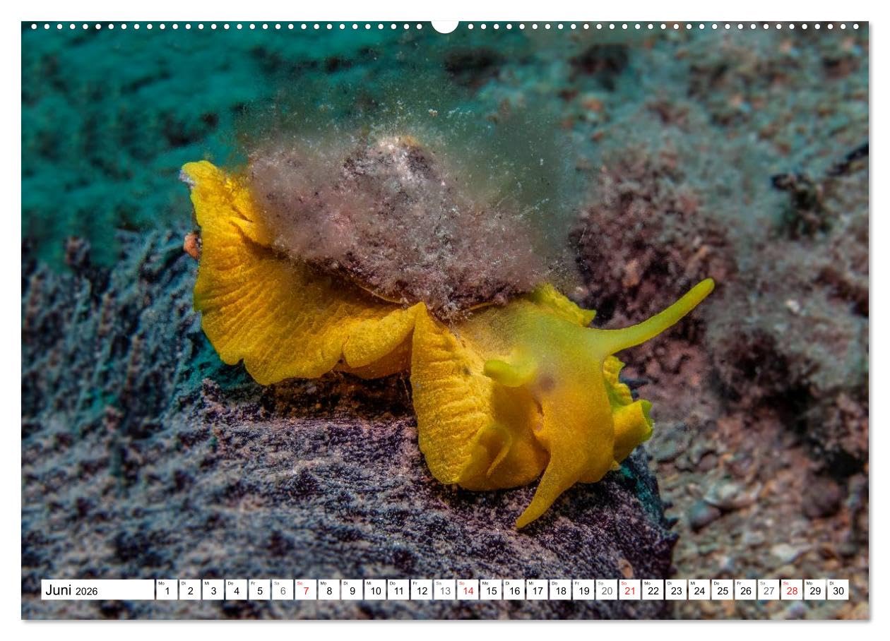 Tauchen im Mittelmeer (hochwertiger Premium Wandkalender 2026 DIN A2 quer), Kunstdruck in Hochglanz: Bei Tauchgängen im Mittelmeer werden Sie viele der im Kalender gezeigten Meeresbewohner treffen