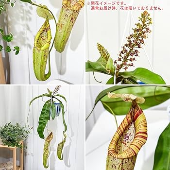 ネペンテス・ダイデリアナ hanaikushop_ki-nepenthes-001