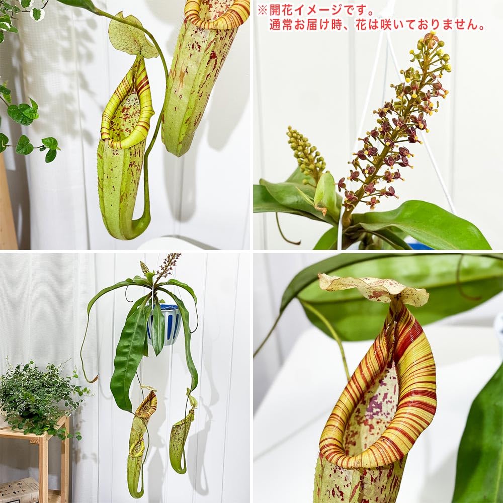 Amazon.co.jp: PLANCHU 食虫植物 ネペンテス ダイエリアナ 5号吊り鉢