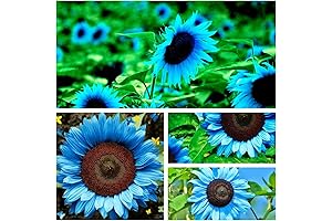 100 Midnight Blue Sunflower Seeds