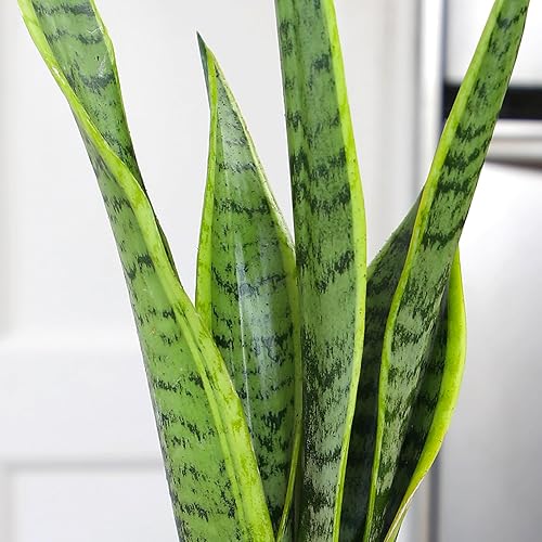 Miniatura 8 de Planta de serpiente viva, Sansevieria trifasciata Laurentii, Planta de interior completamente arraigada en maceta, Planta de sansevieria lengua de