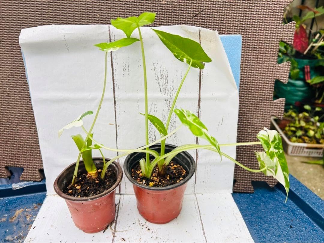 アロカシア クワズイモ斑入り Okinawa silver 2苗ポットごと発送〜