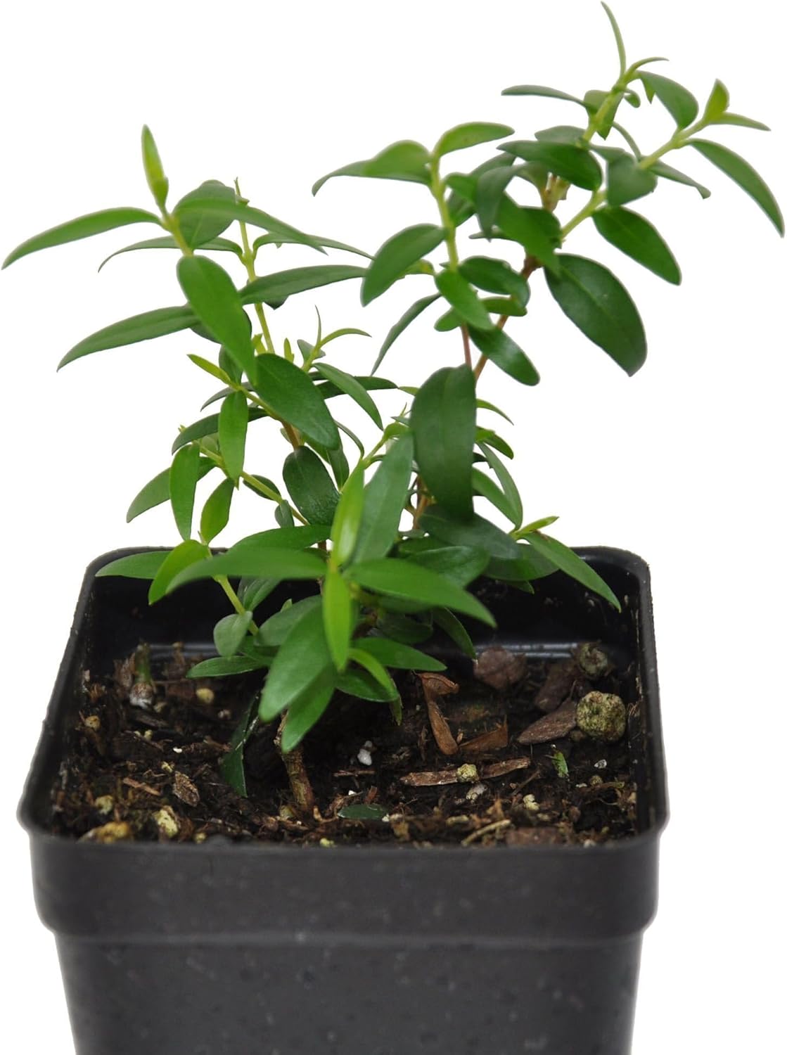 Myrtus Communis, Myrtle, Common Myrtle, Flowering Shrub or Bonsai, Fragrant and Symbolizing Love and Beauty Since Antiquity, Container Size: 3" (2.6x3.5)