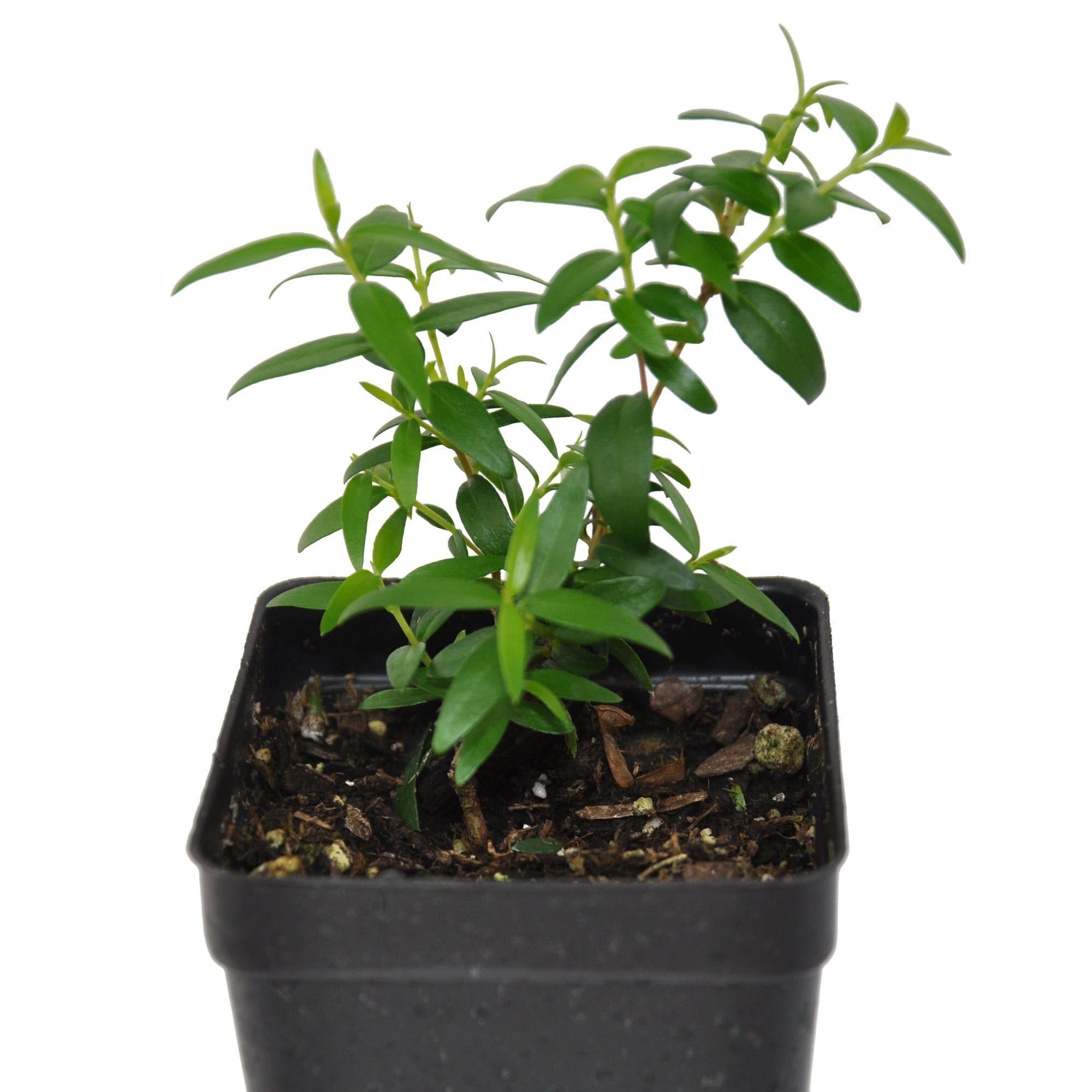 Myrtus Communis, Myrtle, Common Myrtle, Flowering Shrub or Bonsai, Fragrant and Symbolizing Love and Beauty Since Antiquity, ContainerSize: 3" (2.6x3.5)
