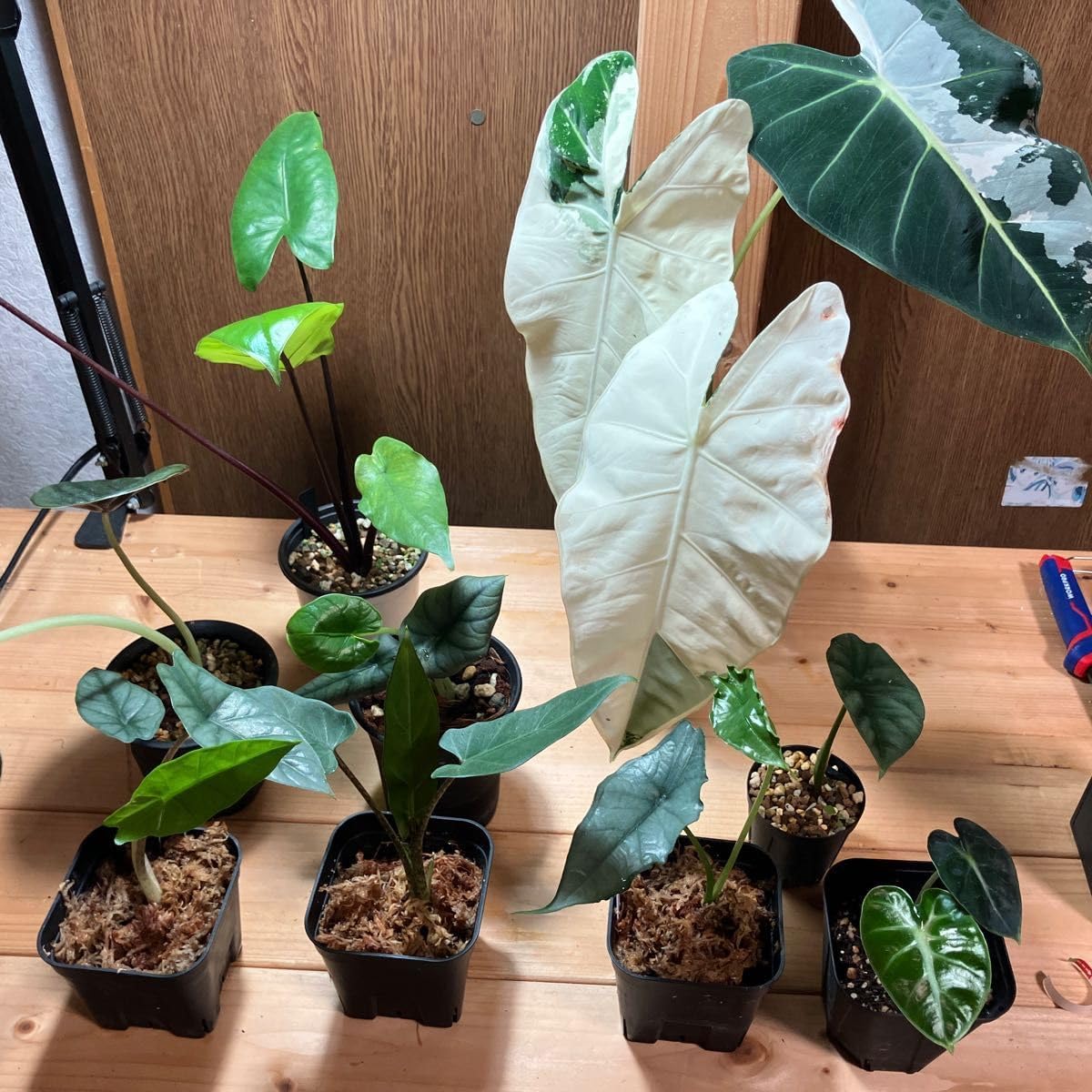 アンスリウム ワロクアーナム ダークフォーム 特大株 アンスリウム