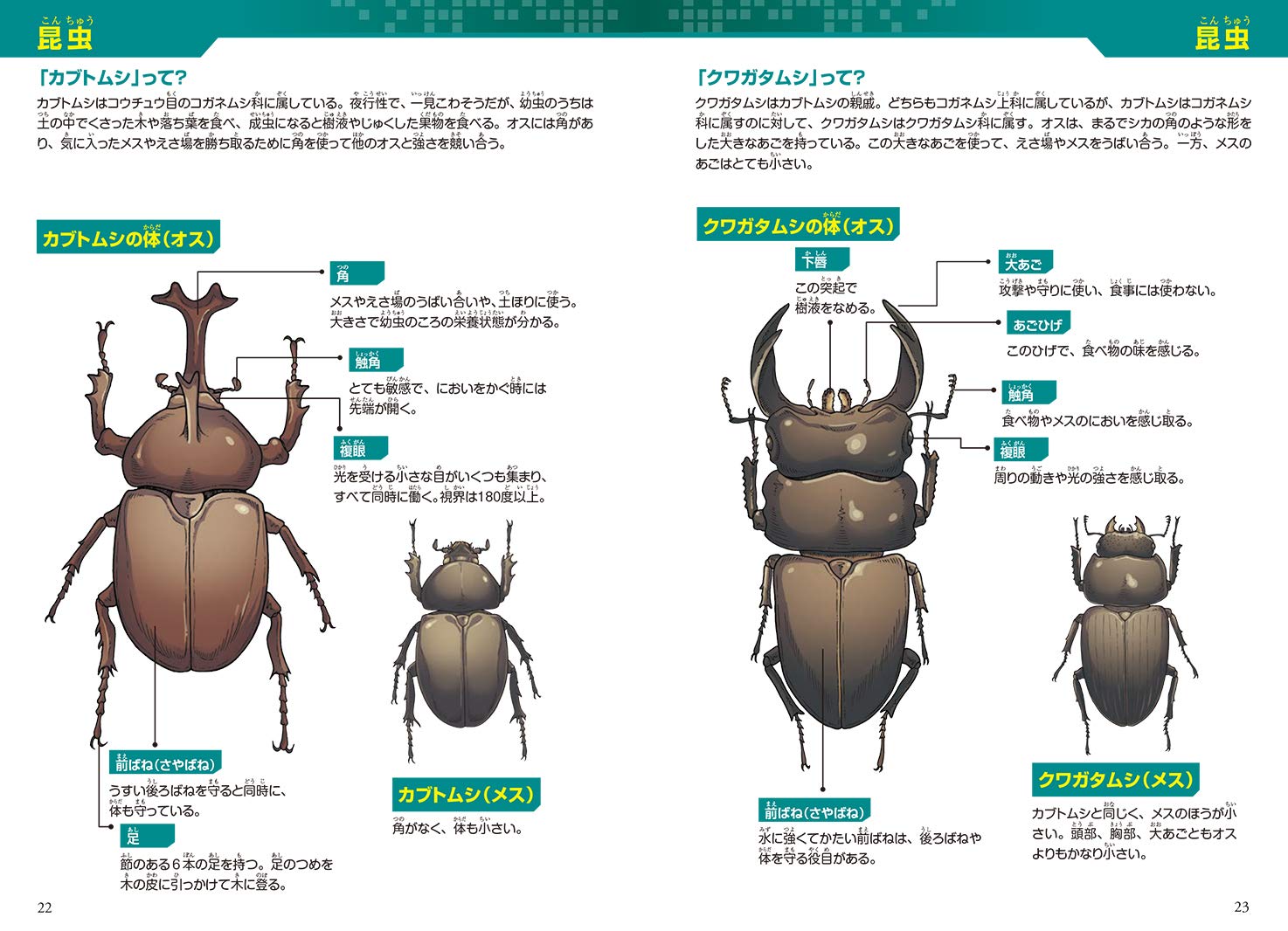 どっちが強い カブトムシvsクワガタムシ 昆虫王 決定戦 角川まんが科学シリーズ Amazon Co Uk Books どっちが強い カブトムシvsクワガタムシ 昆虫王 決定戦 角川まんが科学シリーズ Amazon Co Uk Books