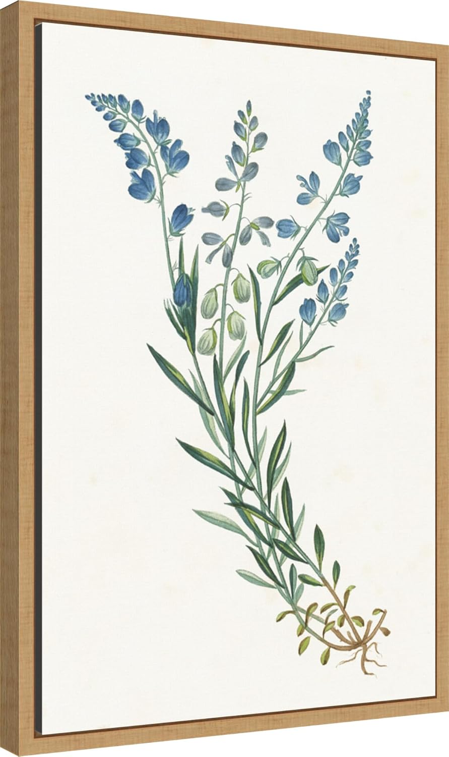 Amanti Art Framed Canvas Wall Art 23x16 Polygala on White by Wild Apple Portfolio, Framed Wall Art Canvas, Flowers Artwork, Modern Decor, Medium Poster Painting for Living Room, Bedroom, Bathroom,
