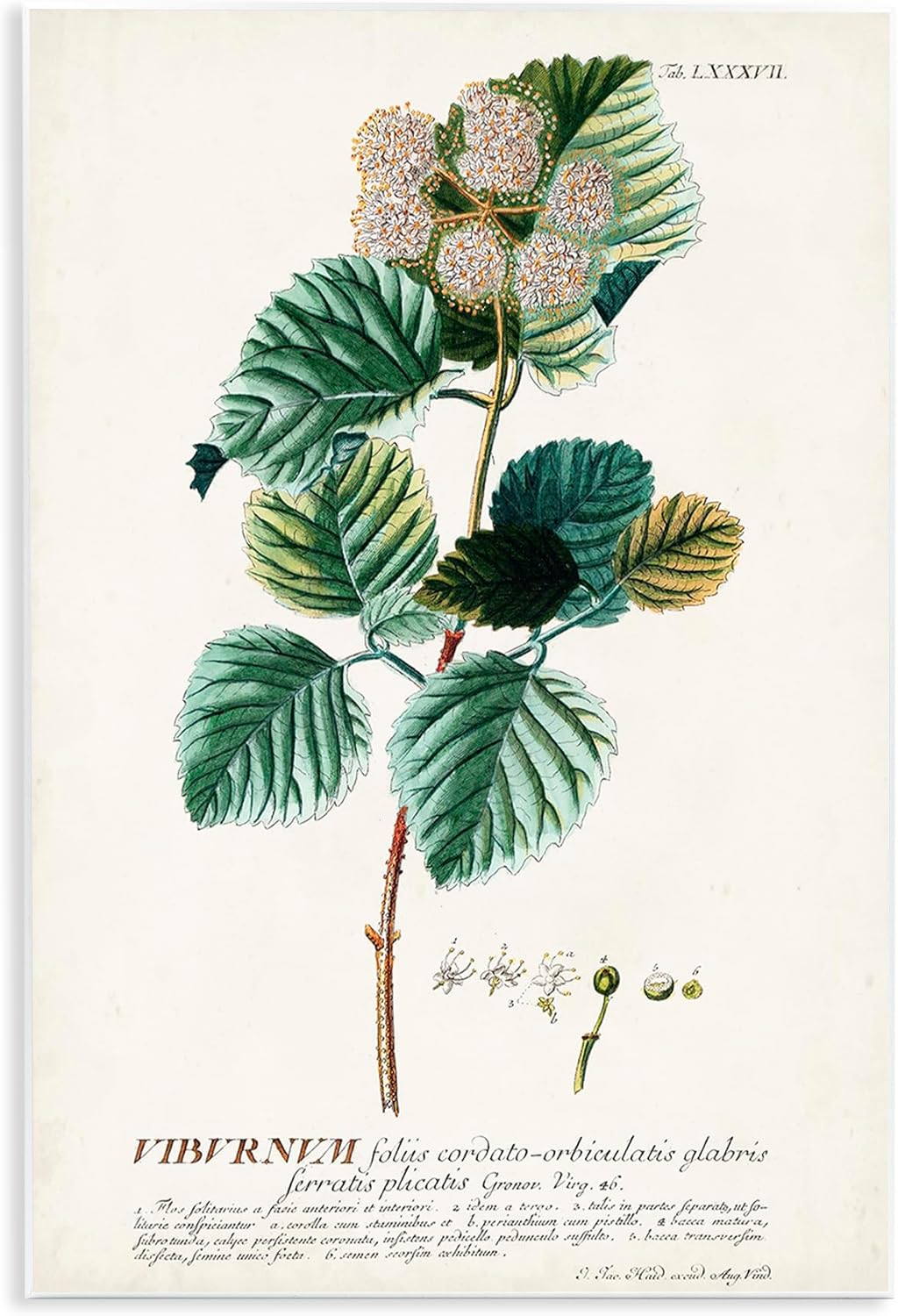 Stupell Industries Botanical Plant Illustration Seeds Vintage Design Wall Plaque, Multi-Color