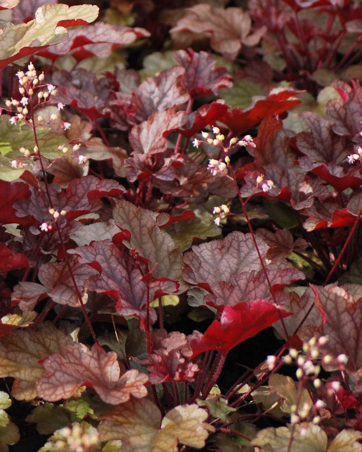 Perennial Farm Marketplace Heuchera x 'Peach Flambe' (Coral Bells) Perennial, Size-#1 Container, Reddish Bronze Foliage