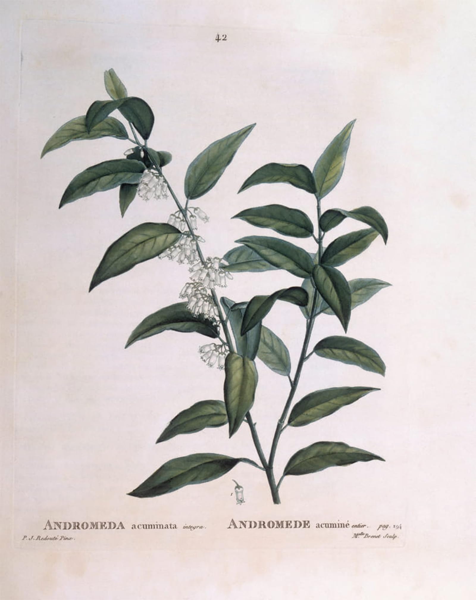 RZHRHJES Vintage Picture Wall Picture Painting Print Poster Andromeda acuminata Henry Louis Duhamel du Monceau botanical plate by Pierre Redouté Abstract Wall Art Painting for Home Decor 60x90cm
