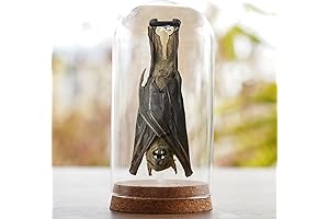 Real Bat Hanging Preserved Specimen Collection