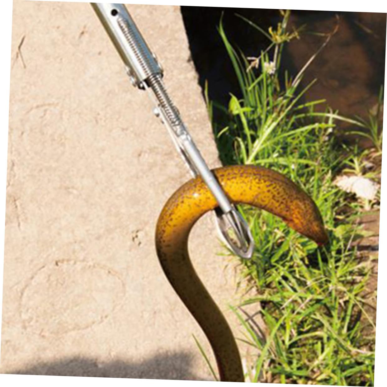 Pinza Per Anguille in Acciaio Inossidabile Antiscivolo Spessa, Clip Multifunzione Per Barbecue, Utensile Leggero Portatile Per Cucina e Pesca All’aperto