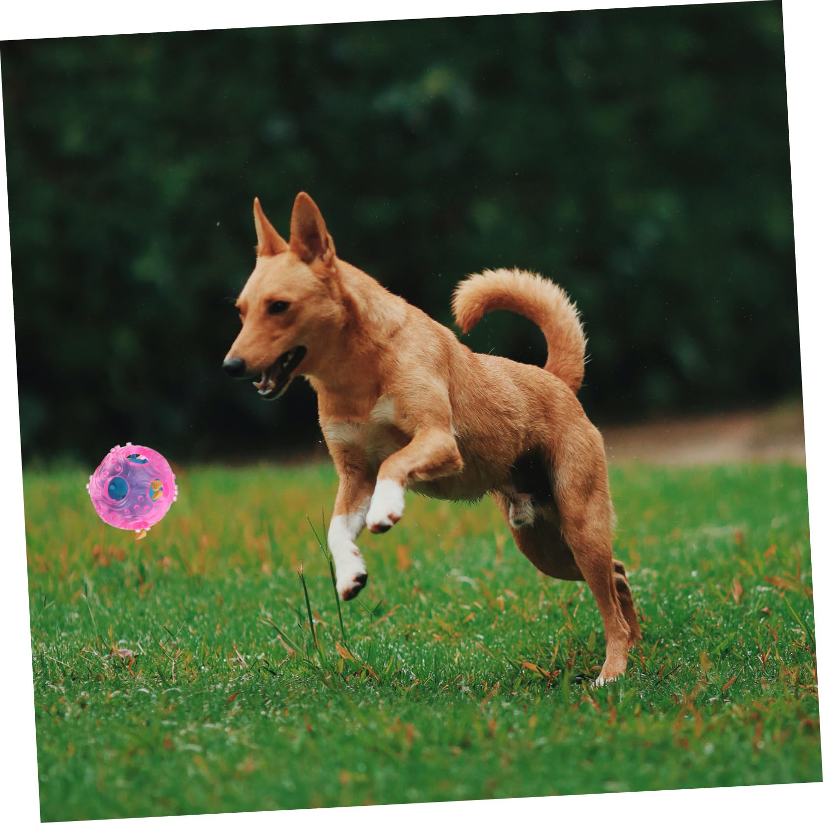 FRCOLOR 3piezas Pelota Interactiva De Dispensa De Comida Para Perros Juguete De Goma Para Entrenamiento y Ejercicio Color Aleatorio