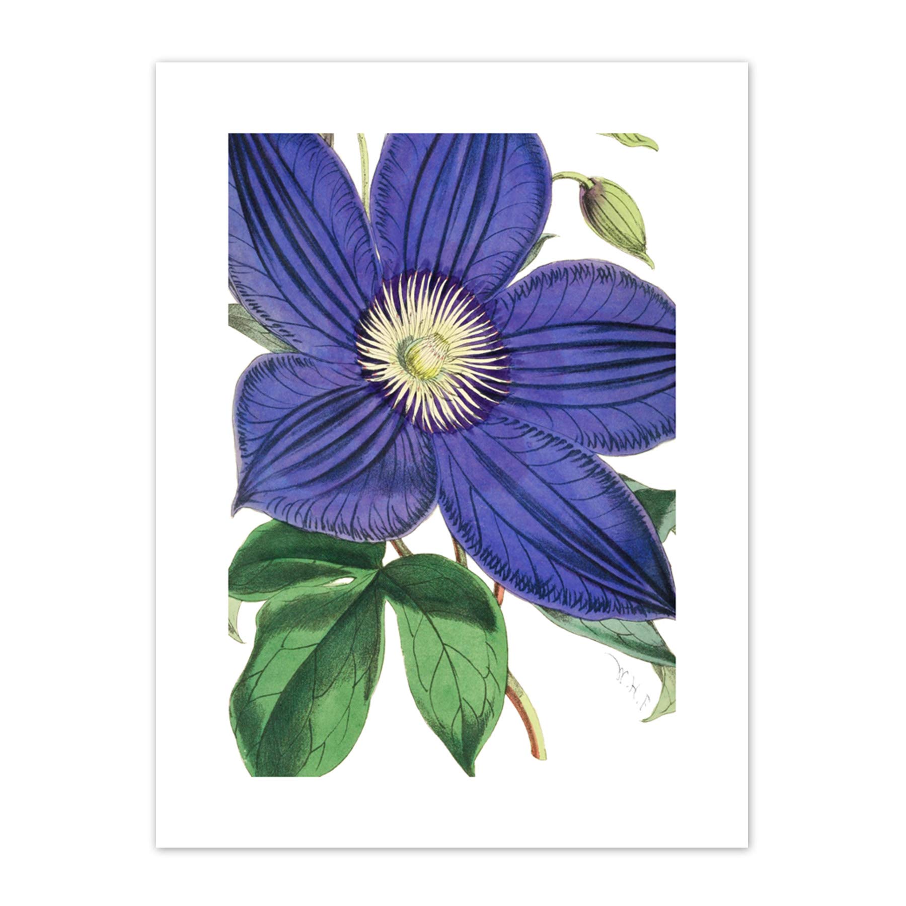 Big Purple Clematis Flower Art Print Canvas Premium Wall Decor Poster