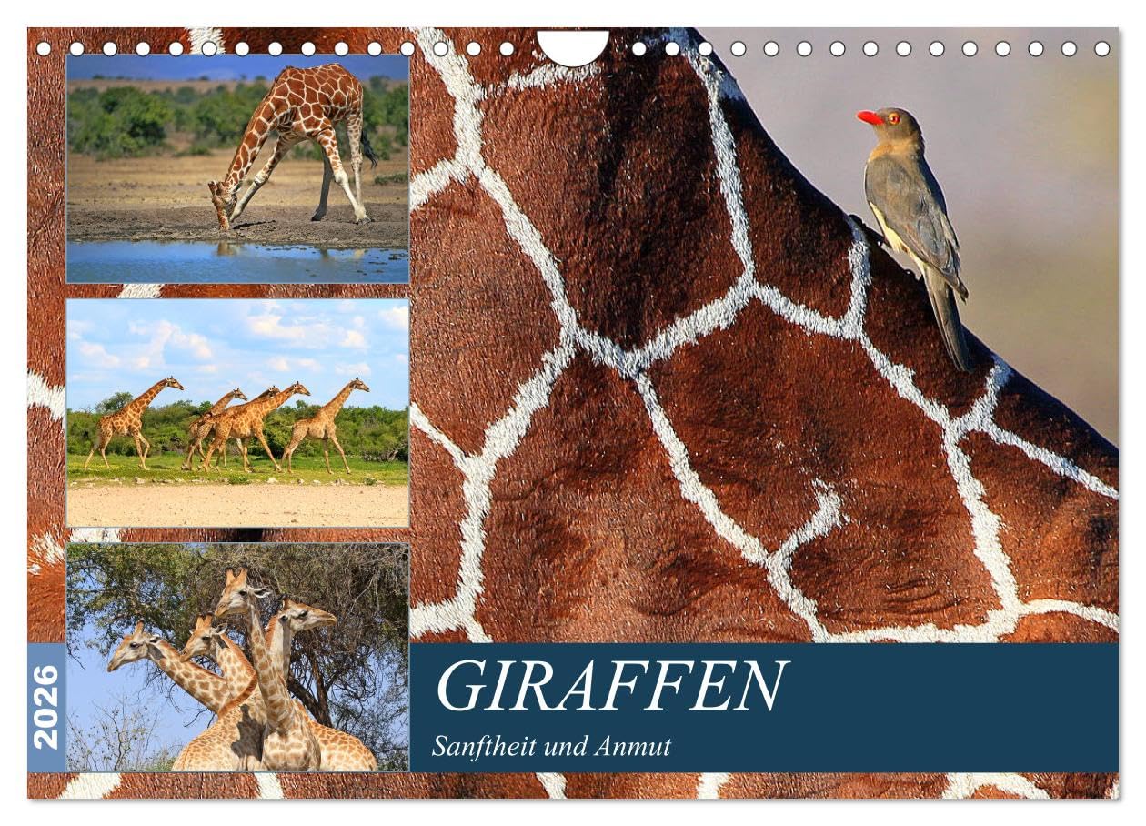 Giraffen - Sanftheit und Anmut (Wandkalender 2026 DIN A4 quer), CALVENDO Monatskalender: Giraffen-Begegnungen in Afrikas Savannen (CALVENDO Tiere)