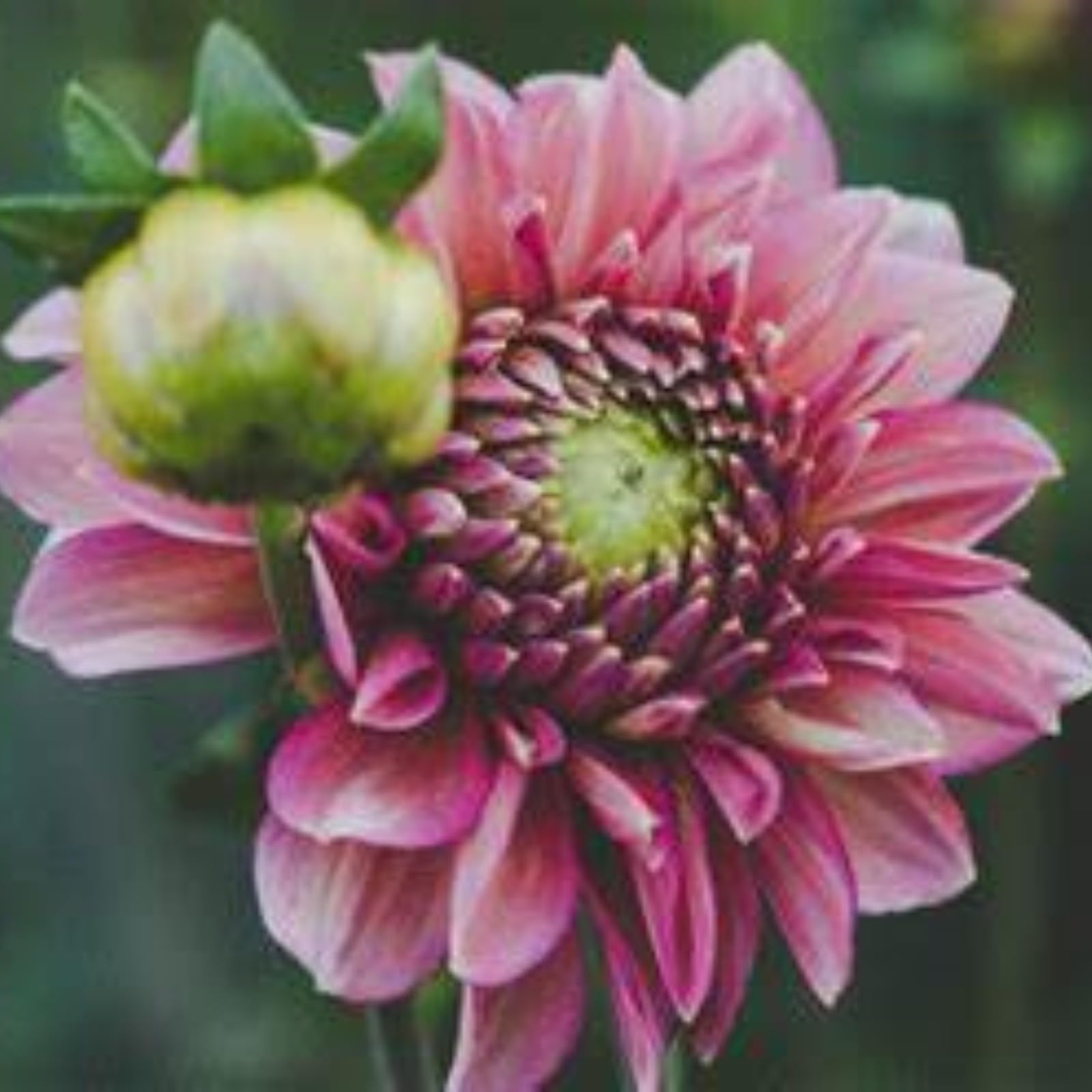 Dahlia Bulbs Mix for Planting Now UK,Hardy Perennial,Dahlia tubers Bulk,Strong Plants That Grow Well,Beauty of Garden,Wedding Flowers,Gift Ready-2bulbs-H