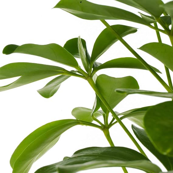 1 x Schefflera Nora Dwarf Umbrella Plant | Premium Compact Houseplant for Sale | 40-50cm with Pot