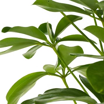 1 x Schefflera Nora Dwarf Umbrella Plant | Premium Compact Houseplant for Sale | 40-50cm with Pot
