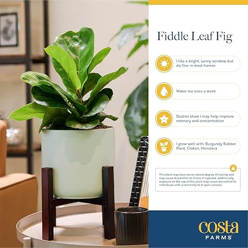 Costa Farms Fiddle Leaf Fig Tree