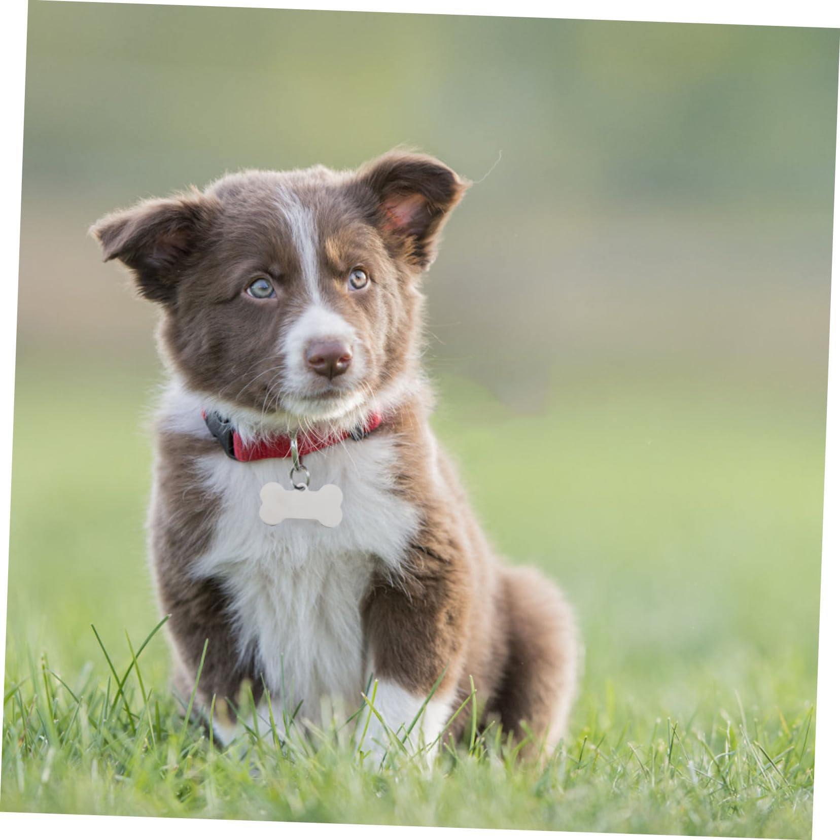 25piezas Etiquetas De Identificación De Mascotas Acero Inoxidable Diseño De Hueso Grabables y Resistentes Para Perros y Gatos Para Paseos Diarios y Eventos De Mascotas