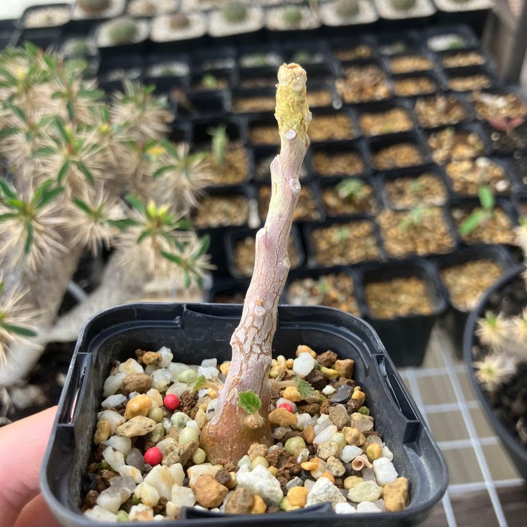 ドルステニア ジプソフィラ　実生　多肉植物　サボテン　パキポディウム　ギガス Amazon｜ドルステニア ジプソフィラ 実生 多肉植物 サボテン