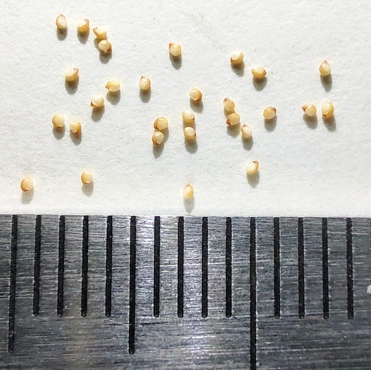Amazon.co.jp: 自家採種“種子”30粒Fenestraria aurantiaca (PV 661