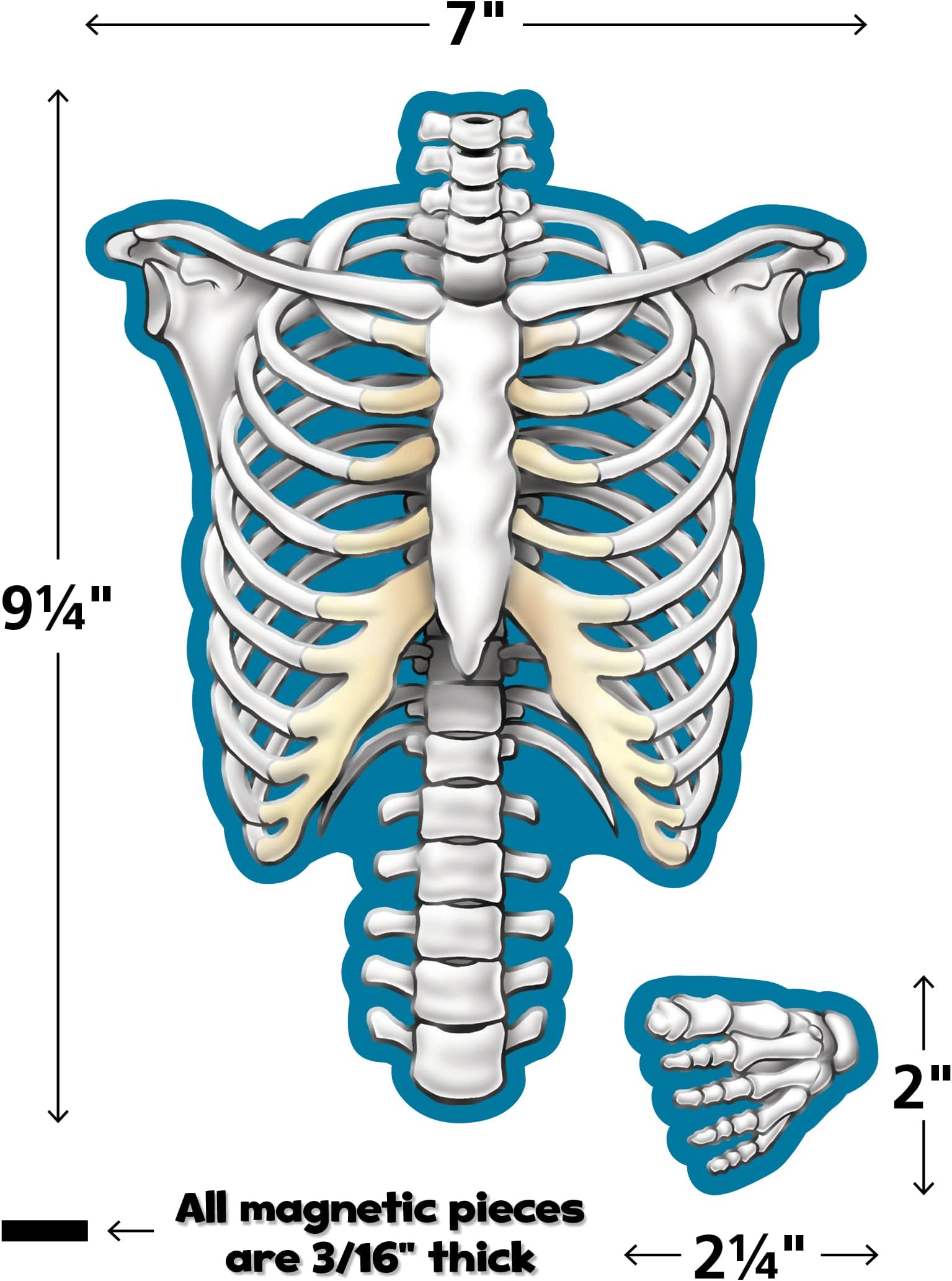 Teacher Created Resources Human Skeleton Magnetic Accents (77241)