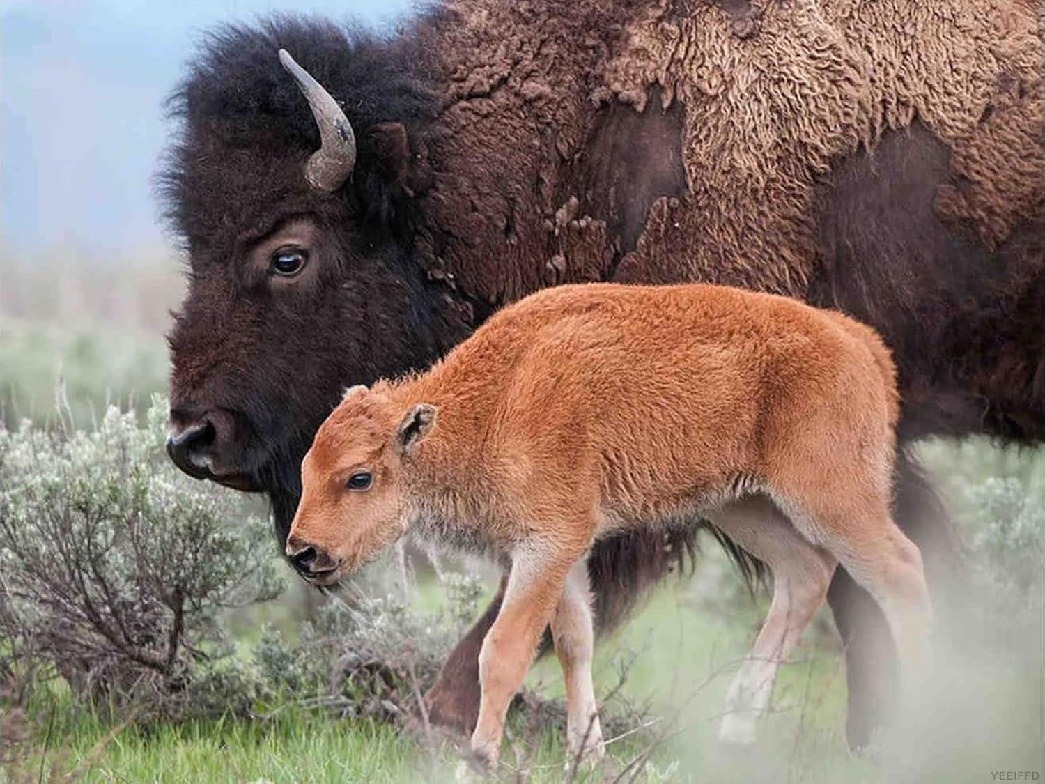 YEEIFFD Adult Diamond Art Painting Bison Round Full Crystal DIY Cross Stitch Embroidery Craft Painting Kit Home Wall Decor Gift 12x16inch