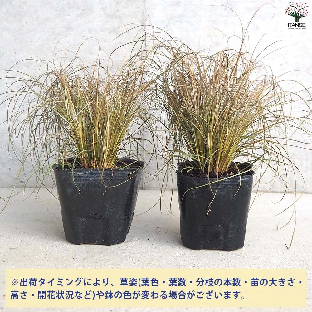 カレックス9鉢 Amazon.co.jp: ITANSE カレックス ブロンコ 9cmポット 4個セット