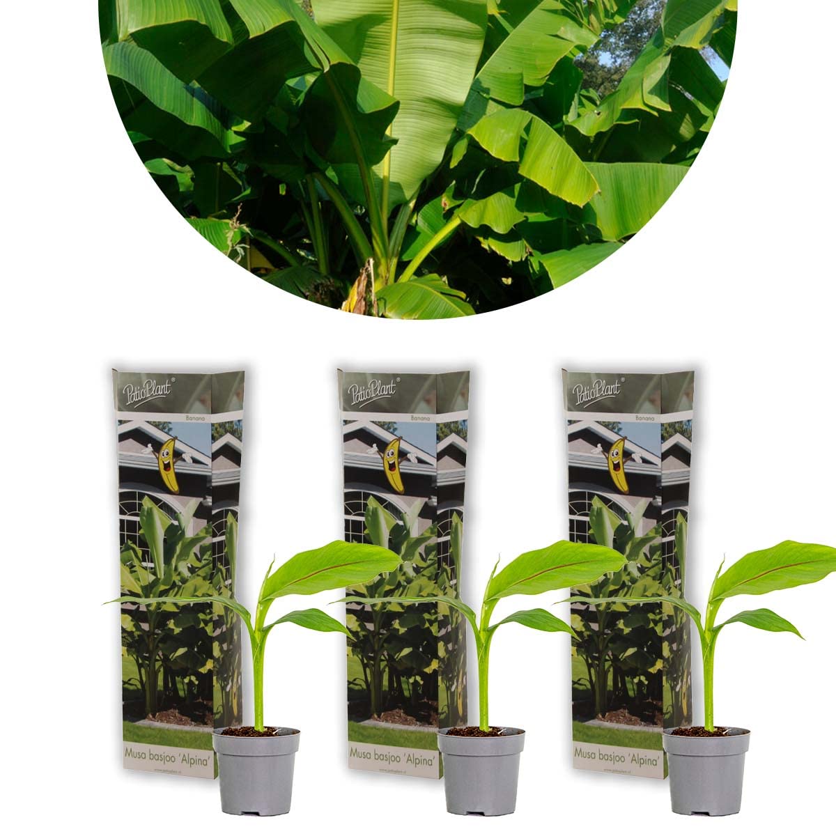Bloomique - 3er-Set - Musa Basjoo - Japanische Faserbanane - Gartenbanane -  Gartenpflanzen - Winterhart - Hhe 20-30 cm - Topf 10,5 cm : Amazon.de:  Garten