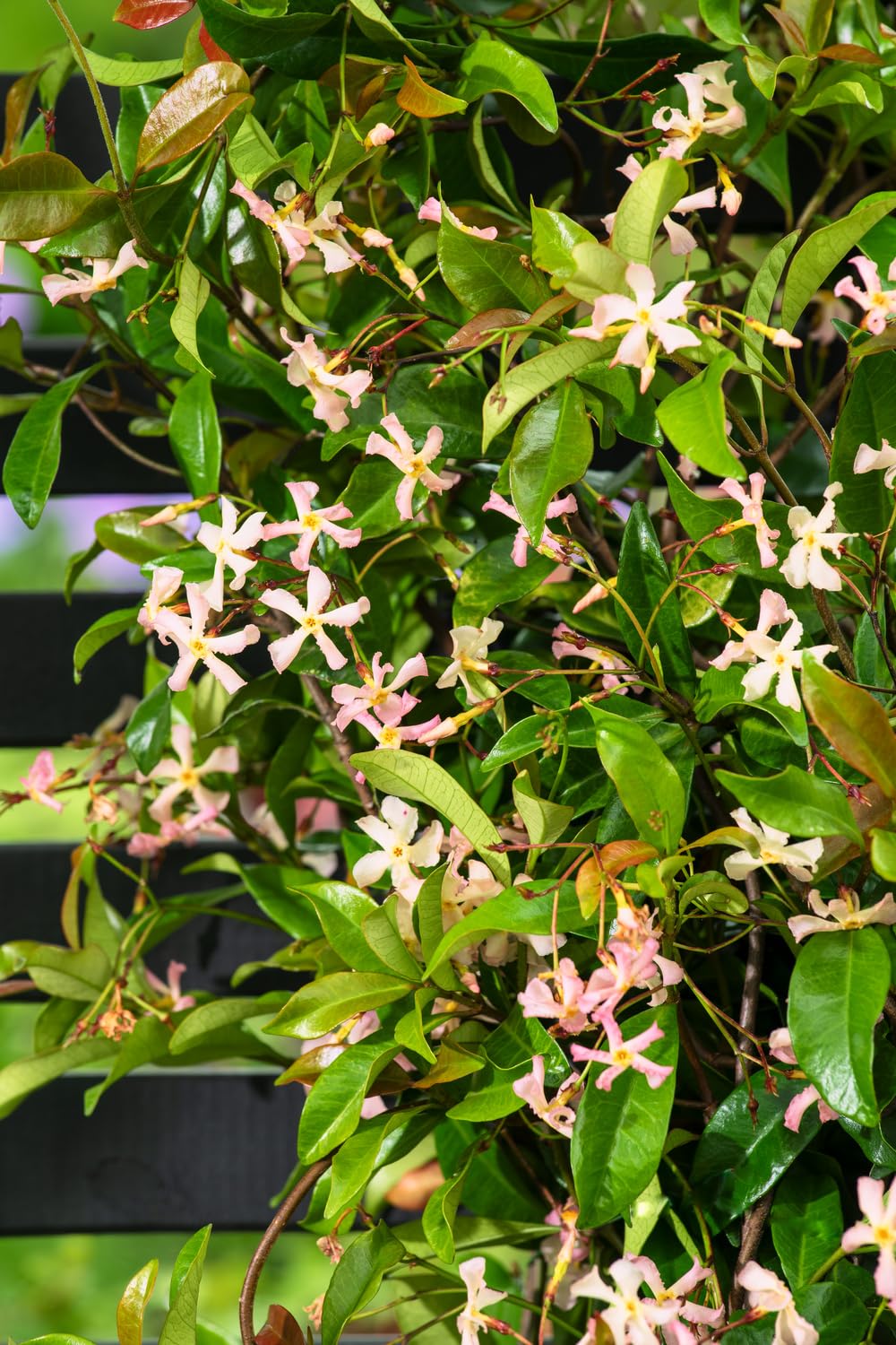Sternjasmin Kletterpflanze, Immergrün, Duftende Sternblüten, 9cm Topf, 30–50cm, Wuchshöhe bis 400cm, Winterhart (3, Rosa)
