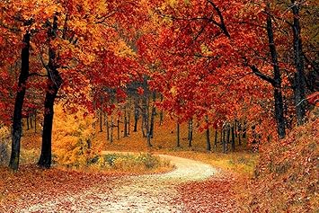 Amazon Co Jp A0 特大 ポスター 秋の森の小道紅葉公園カラフル 壁紙ウォールステッカーポスター A0 11x841mm ホーム キッチン