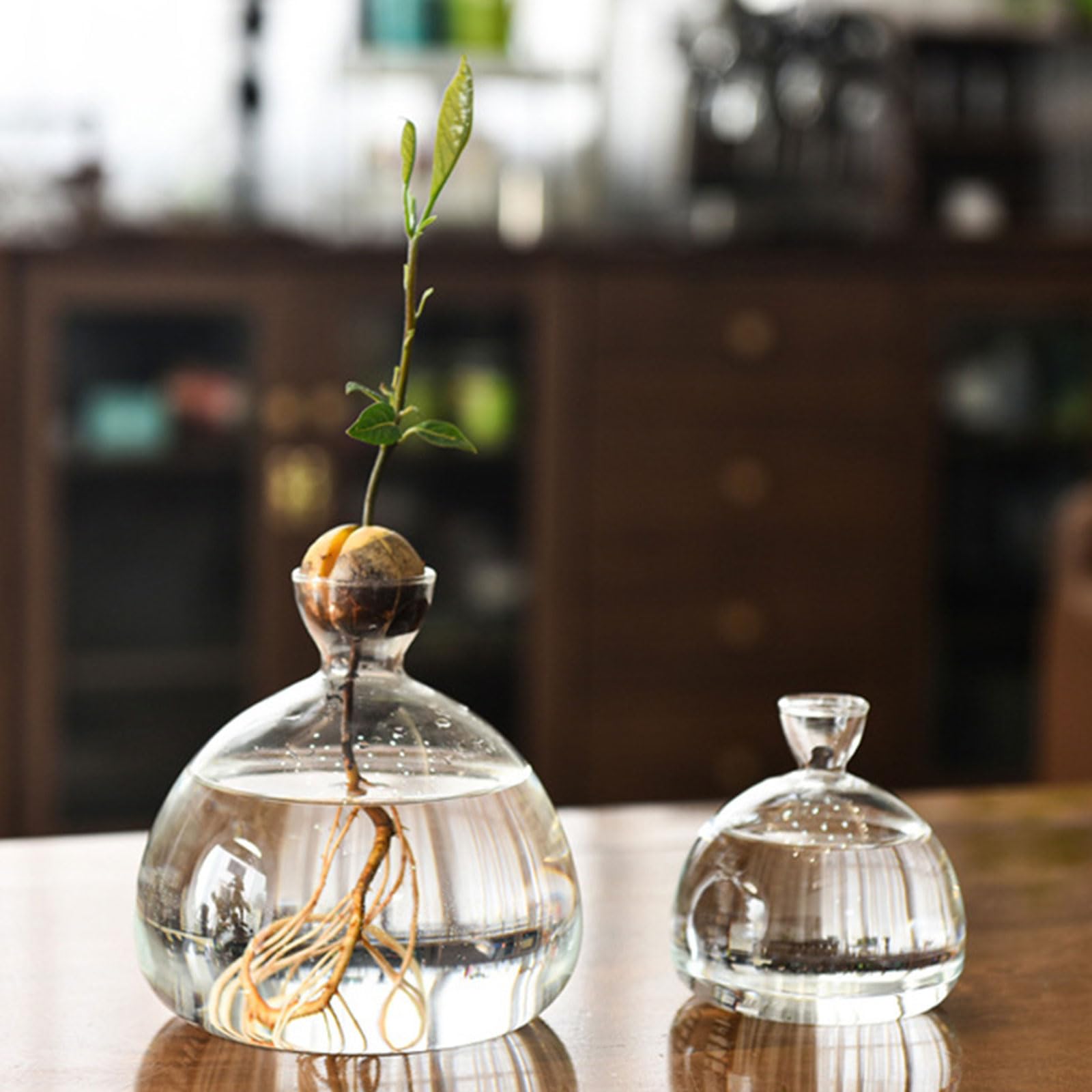 Vase de démarrage pour Avocat en Verre Transparent, récipient de Propagation hydroponique pour Fleurs, Cadeau pour la Maison et Le Bureau, décorations de Bureau