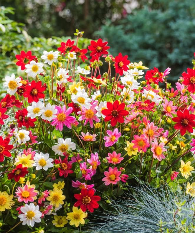 Votaniki Mixed Topmix Dahlia Bulbs for Planting Colorful