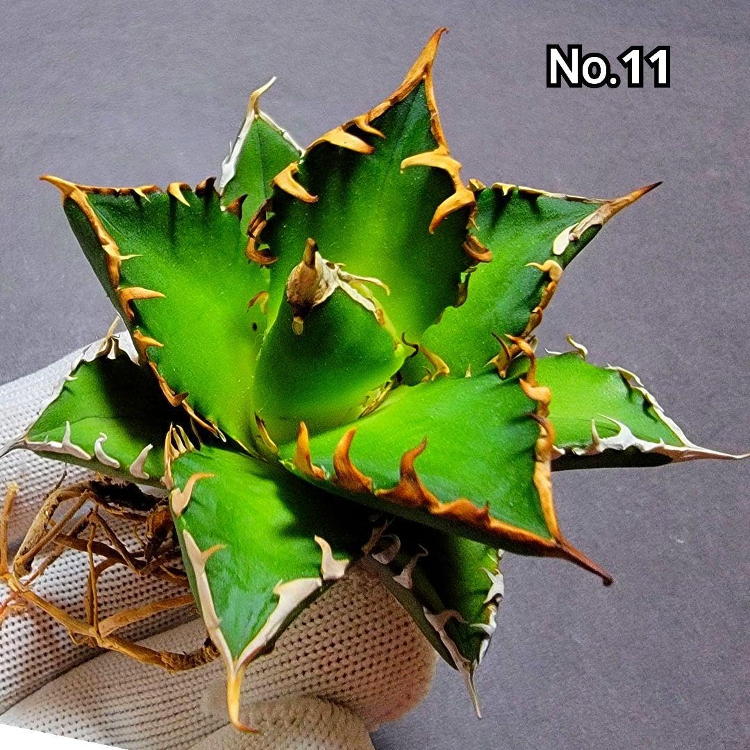 Amazon.co.jp: 極上血統！ 海王 No.11 アガベ チタノタ 攻撃的な厳つい  