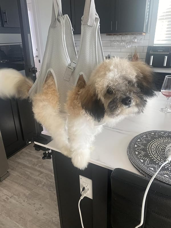 2-in-1 Dog Hair Dryer with Slicker Brush for Small-Sized Dogs and Cats | Pet Hair Dryer | Dog Blow Dryer | 300 Watts, 75-85 dB, Adjustable Temperature, Overheat Protection : Pet Supplies Review Image