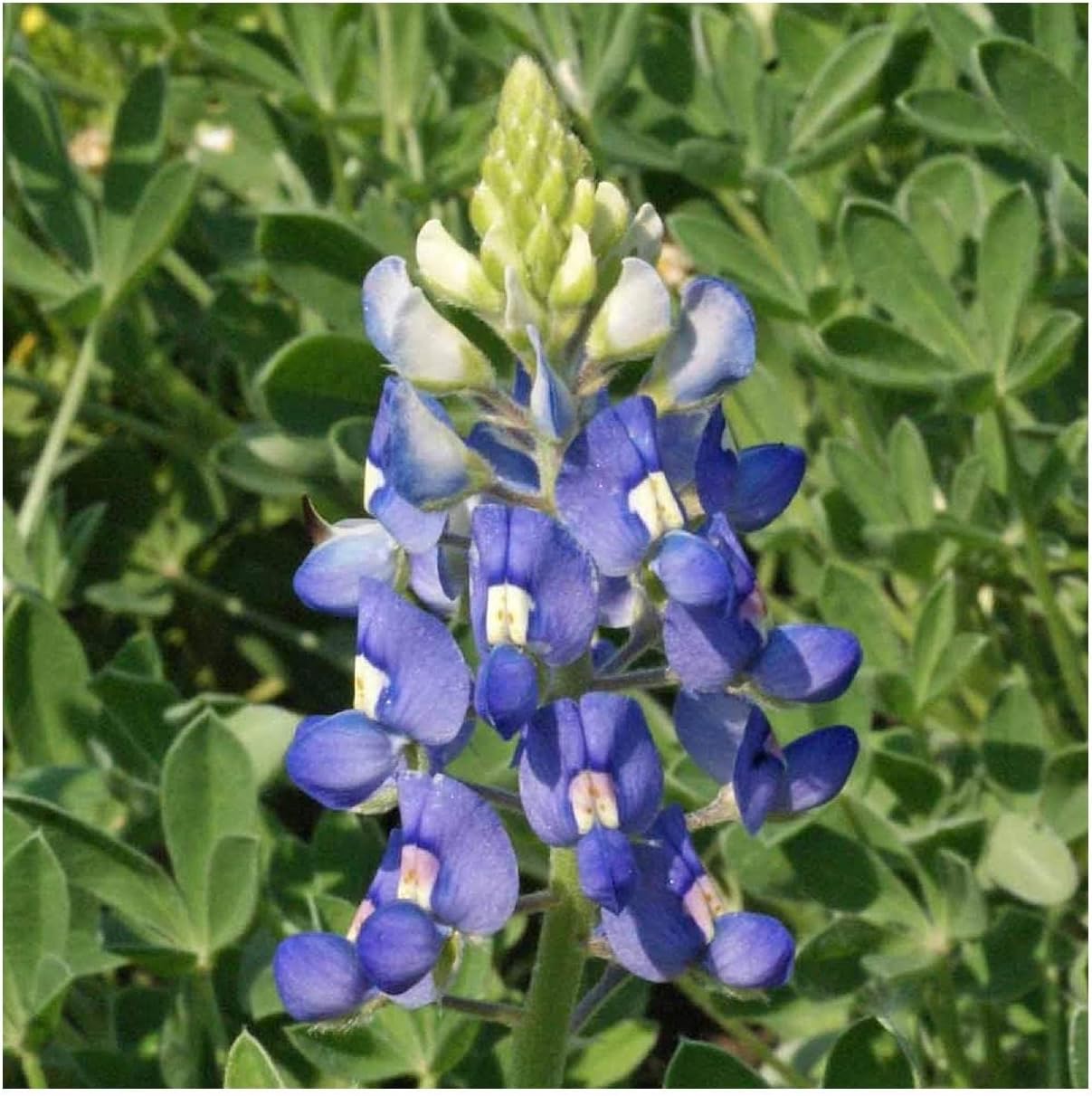 Everwilde Farms - 1/4 Lb Texas Bluebonnet Native Wildflower Seeds - Gold Vault