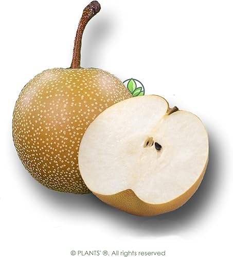 Miniatura 3 de Asian Pear Tree  Semillas Premium  Pyrus pyrifolia 'Fruit'  Plants' (Premium Seeds, 5)