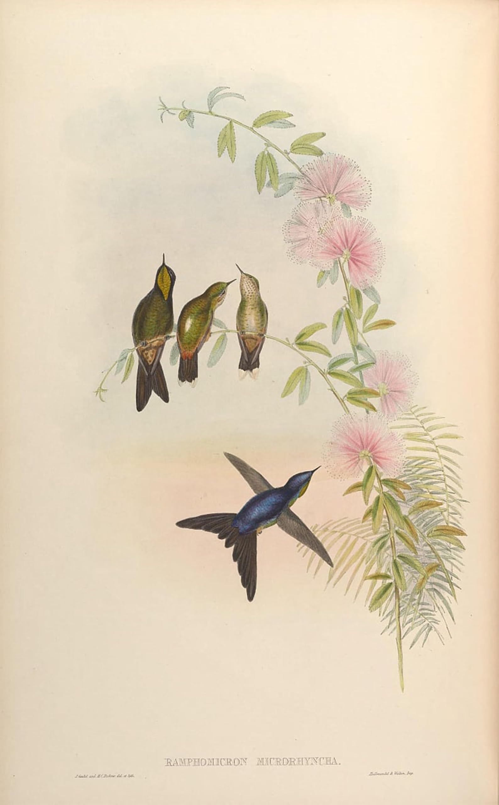 SERENDIPITP Vintage Wall Art Canvas Nordic Poster Canvas Print Picture Animal Bird Ramphomicron Microrhynchum by John Gould Wall Art Poster for Home Decor 60x90cm