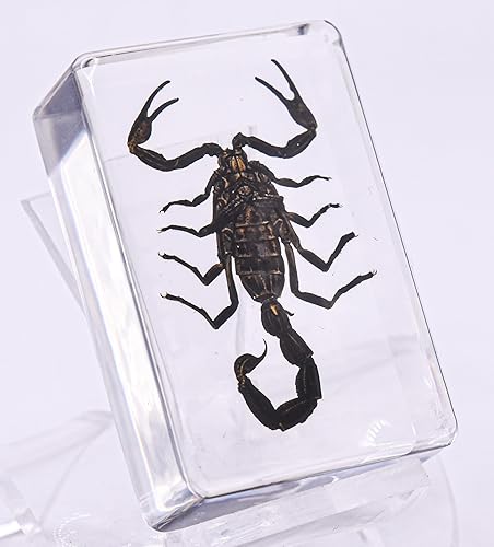 Miniatura 8 de Escarabajo Chafer verde esmeralda de unicornio real de 1.732 in en espécimen de resina de lucita cristalina, insecto Trigonóforo preservado,