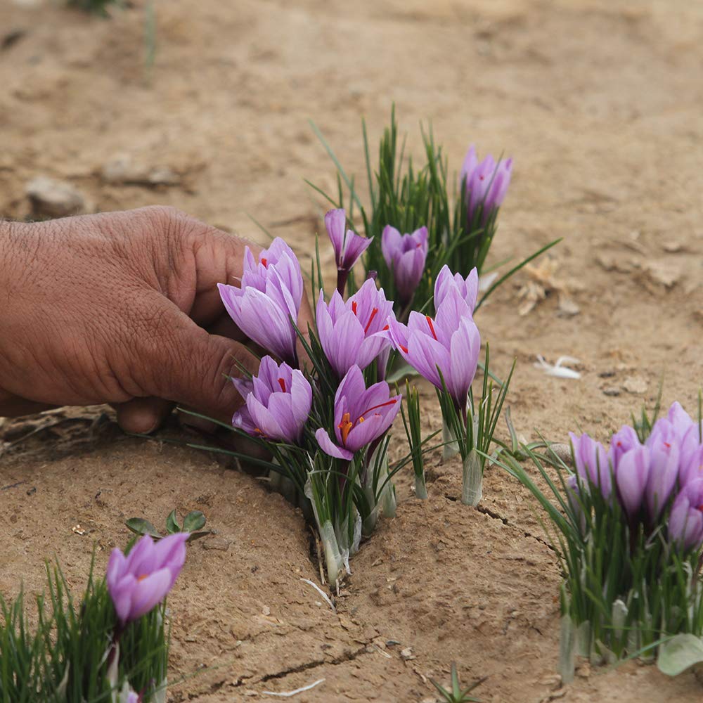 Rumi Spice Afghan Saffron - Image 6