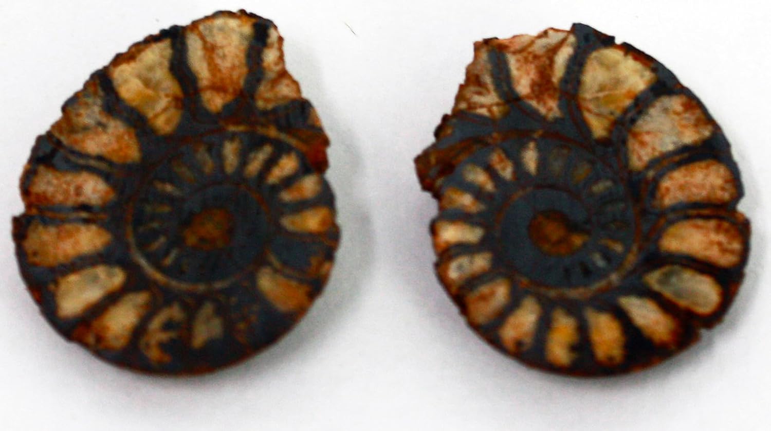 Hematite Ammonite Fossil Pair, Moroccan Fossils