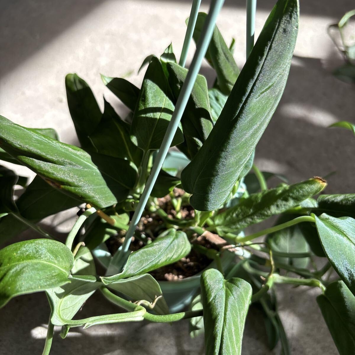 ユーフォルビア オベサ 多頭 群生 木質化 大株 ユーフォルビア オベサ